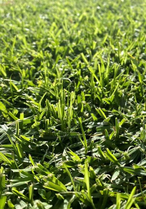 Cuidados y beneficios del césped kikuyo