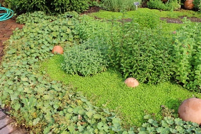 menta