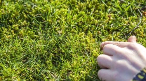 Eliminación de musgo en el césped - Guía práctica