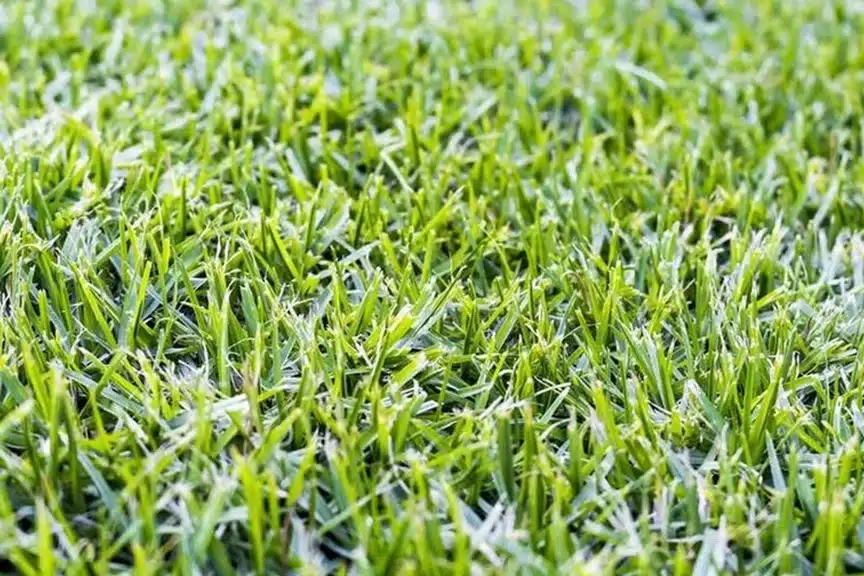 Cuidados y beneficios del césped kikuyo 1 Cuidados y beneficios del césped kikuyo