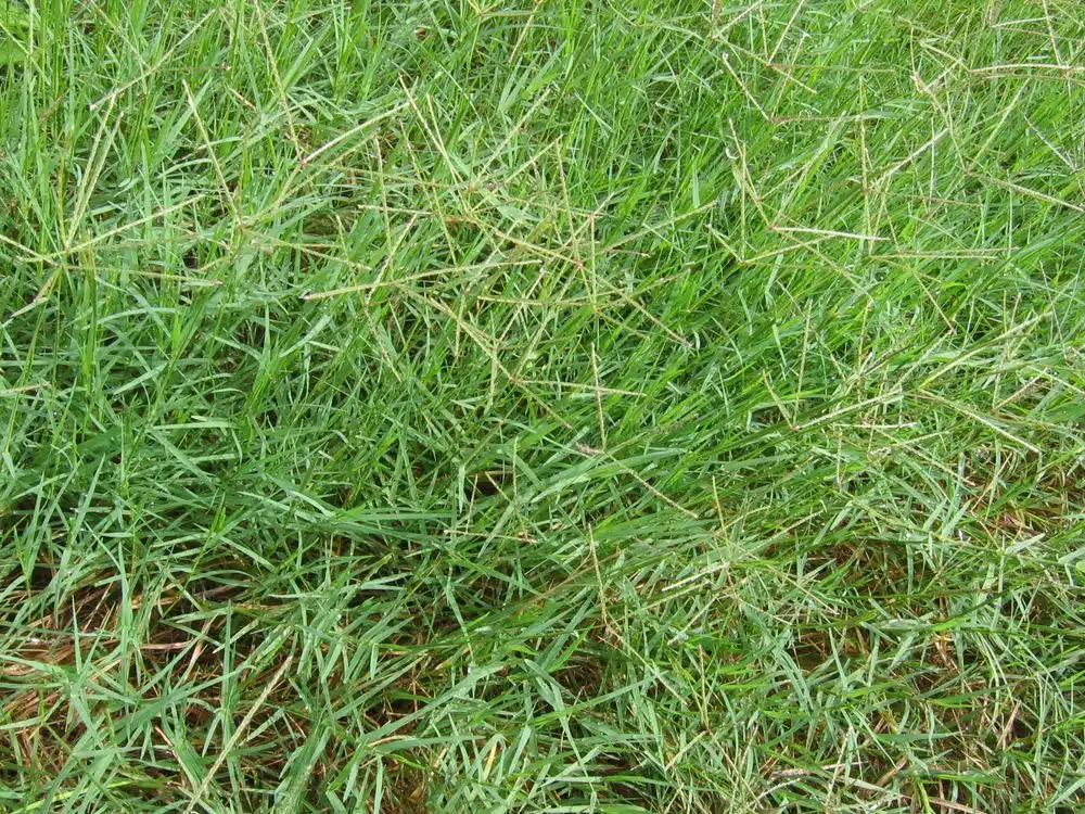 ¿Qué césped plantar en tu jardín? - Los 15 más conocidos