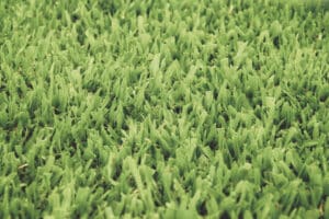 Características del césped brasilero o grama bahiana