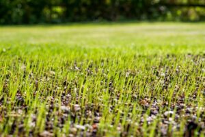¿Cuánto tarda en nacer el césped?