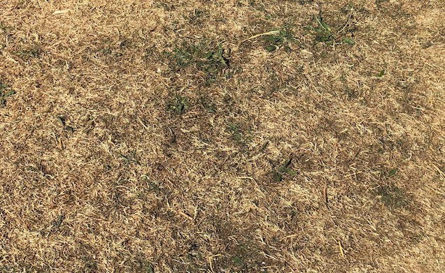Razones y soluciones para el césped marrón o amarillo