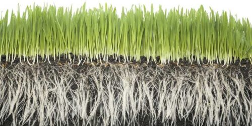 ¿Por qué el césped es verde?