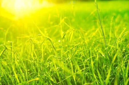 Impacto de la falta de luz solar en el césped