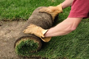Métodos de propagación y cultivo del césped