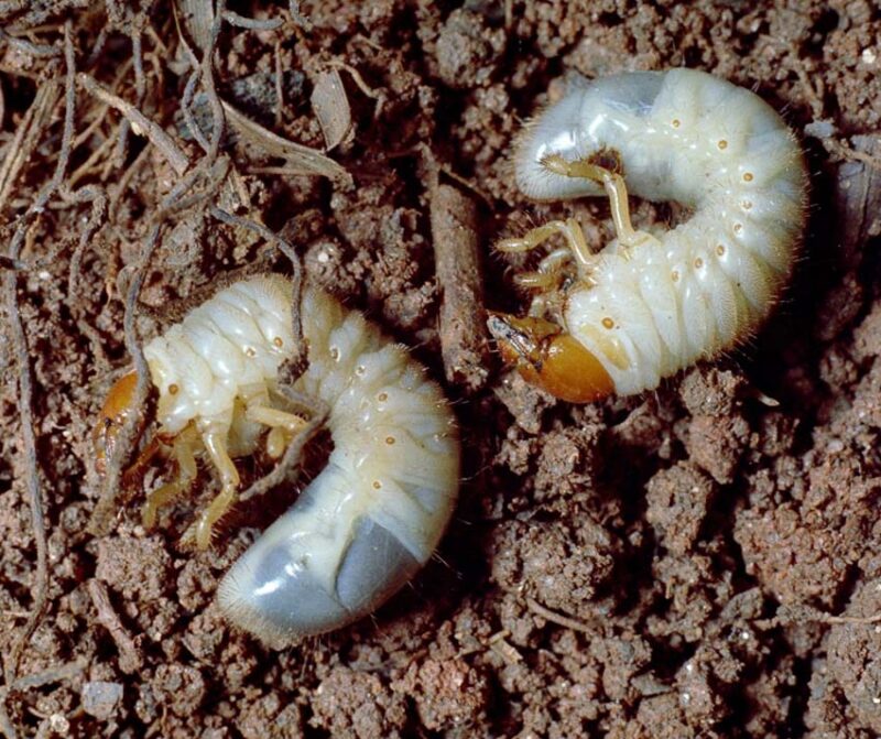 larvas de césped