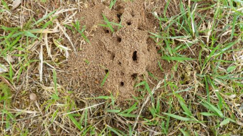 Razones por las que no crece el césped