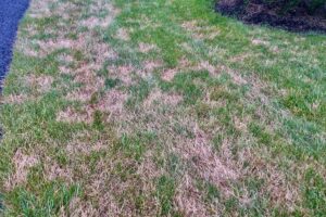 Razones por las que no crece el césped