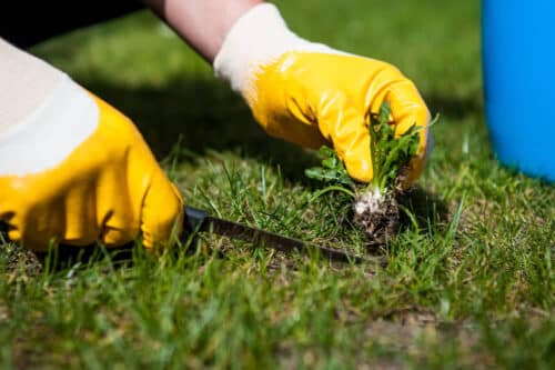 Cómo replantar el césped