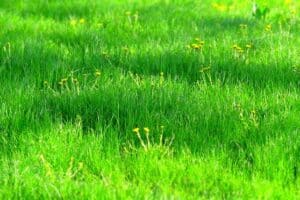 ¿Por qué el césped es verde?