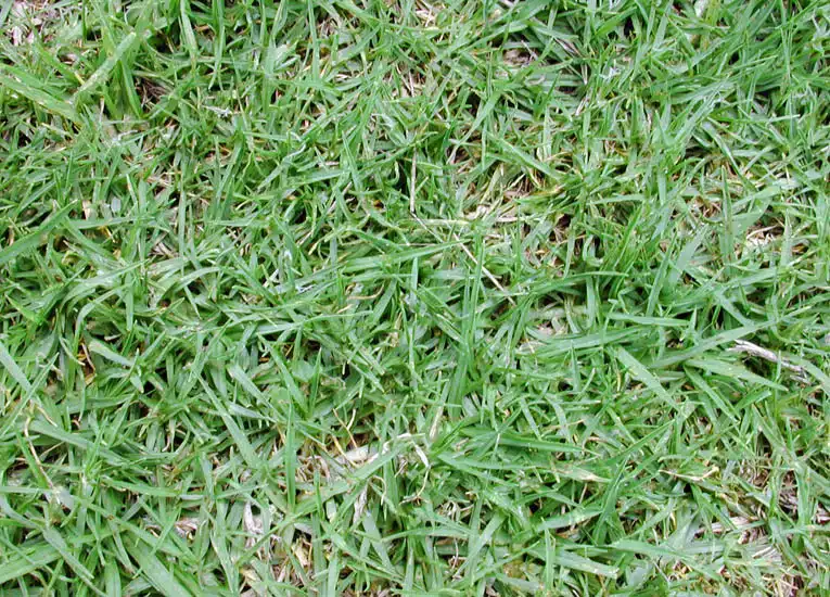 ¿Qué césped plantar en tu jardín? - Los 15 más conocidos