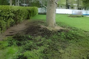 Impacto de la falta de luz solar en el césped