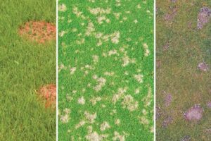 Opciones de fungicidas efectivos para el césped
