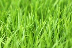 Usos y cuidados del césped ryegrass