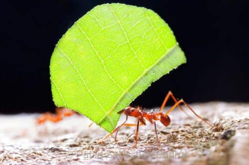 Identificación y control de plagas en el césped