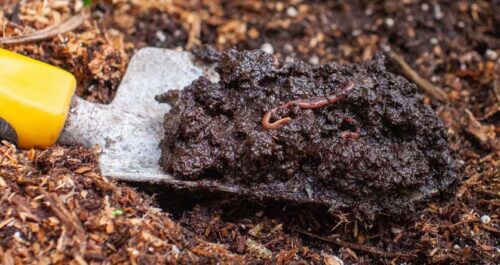 Siembra y Microbiología en Jardinería