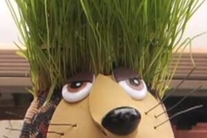 Cómo hacer muñecos con pelo de césped creciente