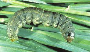 Identificación y control de plagas en el césped