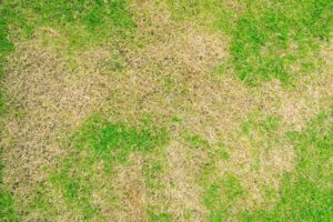 Mantenimiento del césped en condiciones secas