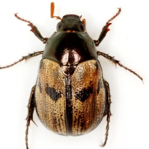 Identificación y control de plagas en el césped