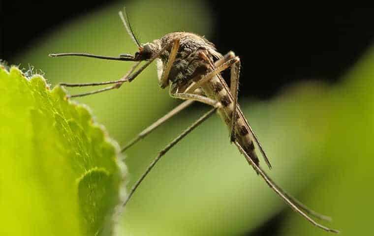 Prevención y control de mosquitos en el césped