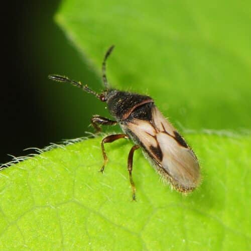 Identificación y control de plagas en el césped