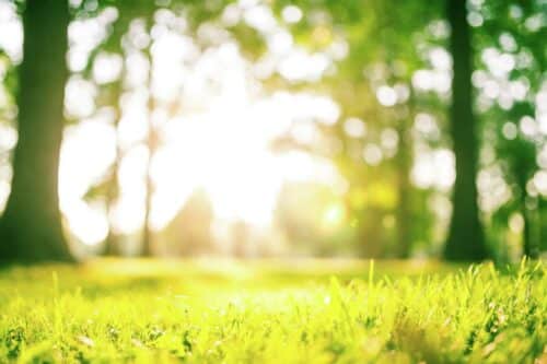 ¿Por qué el césped es verde?