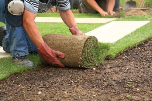 Cómo replantar el césped