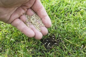 Cómo replantar el césped