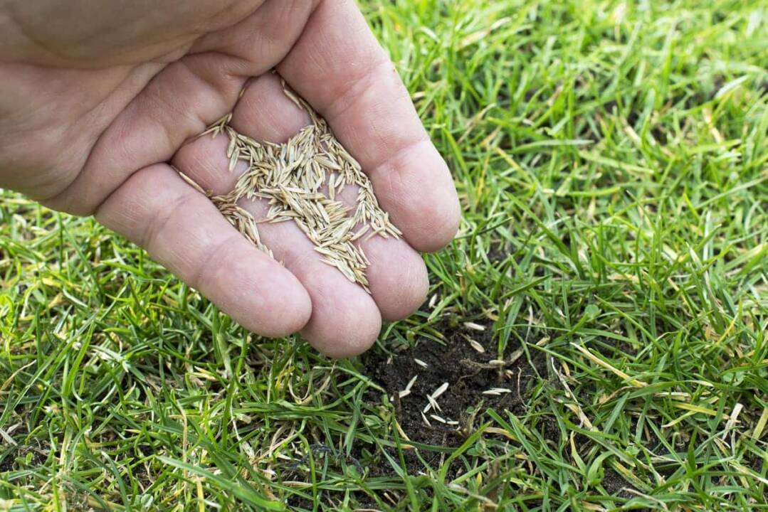 A hand with seeds in it hovers over a lawn, replanting grass