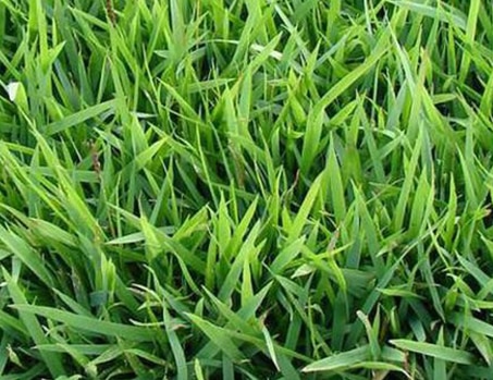 Céspedes Resistentes a las Malas Hierbas: Una Solución para un Jardín Impecable