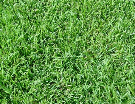 Céspedes Resistentes a las Malas Hierbas: Una Solución para un Jardín Impecable