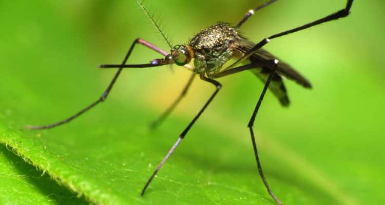 Prevención y control de mosquitos en el césped