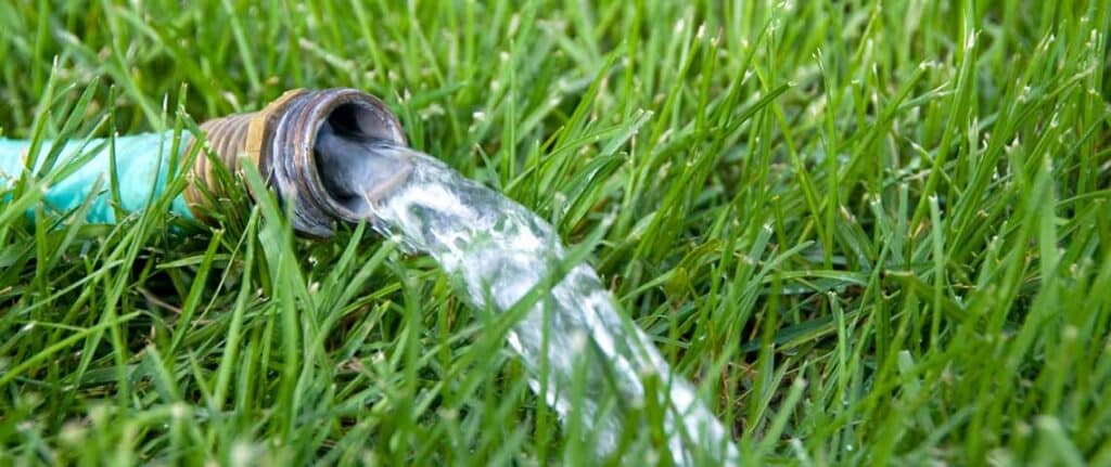Césped de bajo consumo de agua - Características