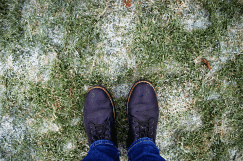 Cómo cuidar el césped en invierno