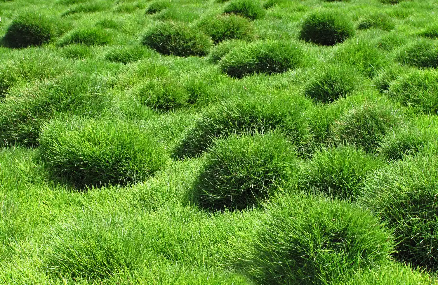 Top 5 de Céspedes Más Resistentes a la Sequía 3 Un campo de hierba verde brillante