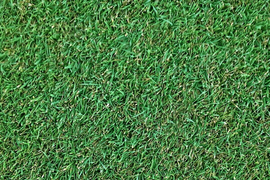 ¿Qué césped plantar en tu jardín? - Los 15 más conocidos