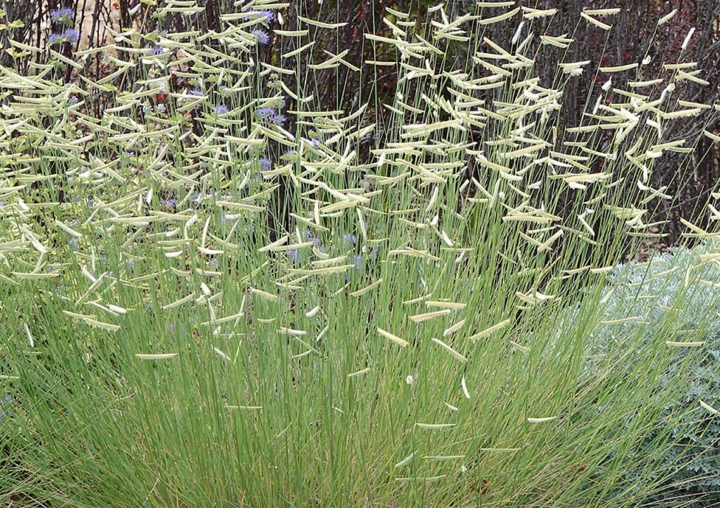 ¿Qué césped plantar en tu jardín? - Los 15 más conocidos