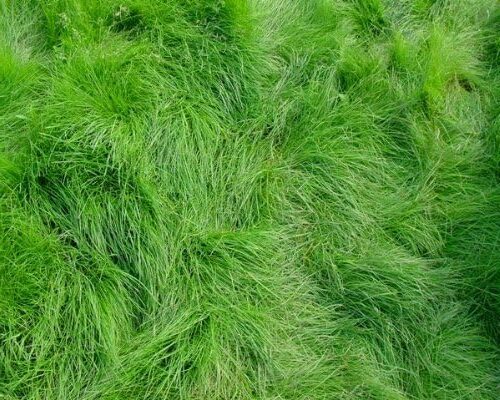 ¿Qué césped plantar en tu jardín? - Los 15 más conocidos