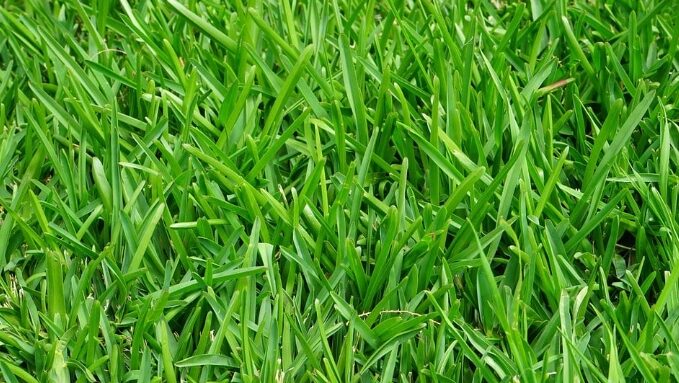 ¿Qué césped plantar en tu jardín? - Los 15 más conocidos