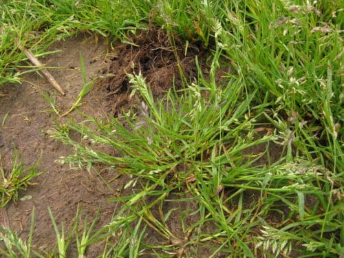 ¿Qué césped plantar en tu jardín? - Los 15 más conocidos