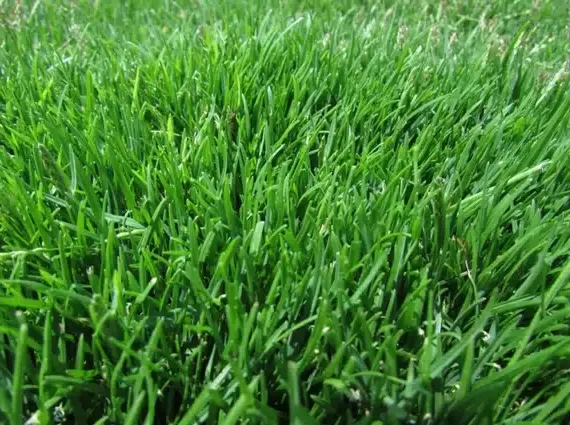 ¿Qué césped plantar en tu jardín? - Los 15 más conocidos