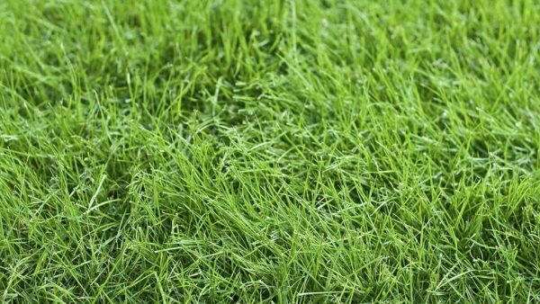 ¿Qué césped plantar en tu jardín? - Los 15 más conocidos