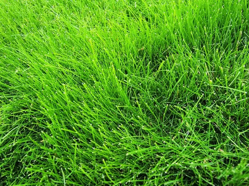 ¿Qué césped plantar en tu jardín? - Los 15 más conocidos