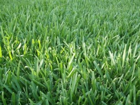 ¿Qué césped plantar en tu jardín? - Los 15 más conocidos