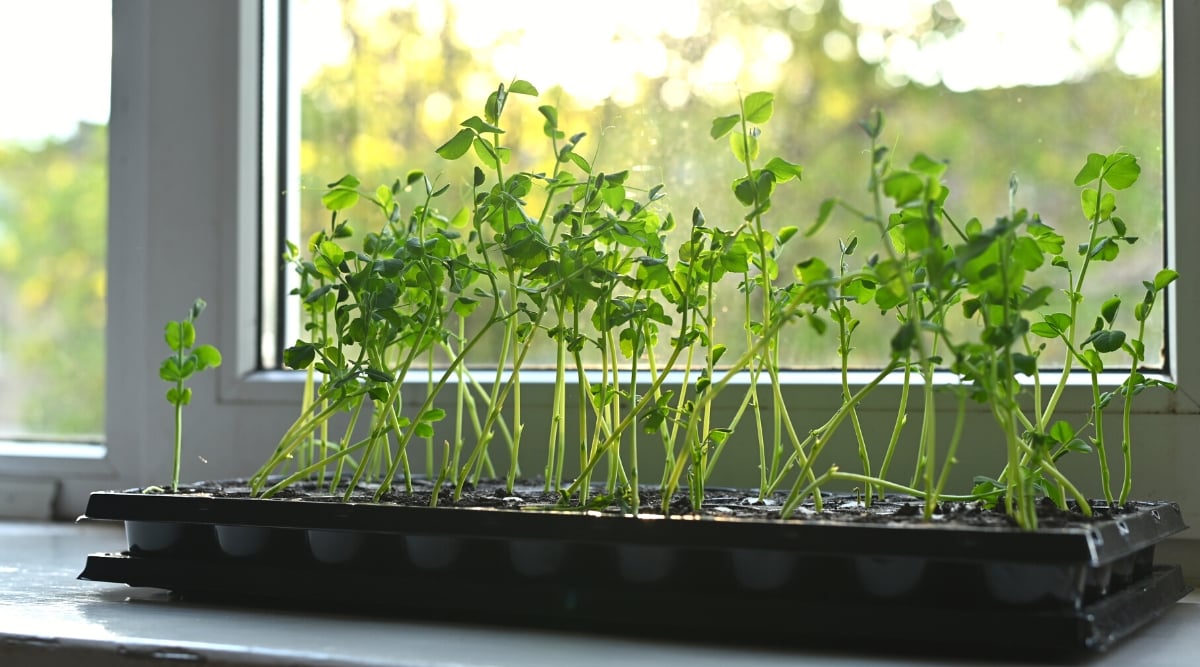 Cómo y cuándo plantar guisantes en maceta: guía paso a paso 2 Primer plano de plántulas de guisante en una bandeja de plástico negra sobre el alféizar de una ventana. Las plántulas tienen tallos largos y delgados de color verde pálido y hojas compuestas que constan de dos o tres folíolos redondeados de color verde.