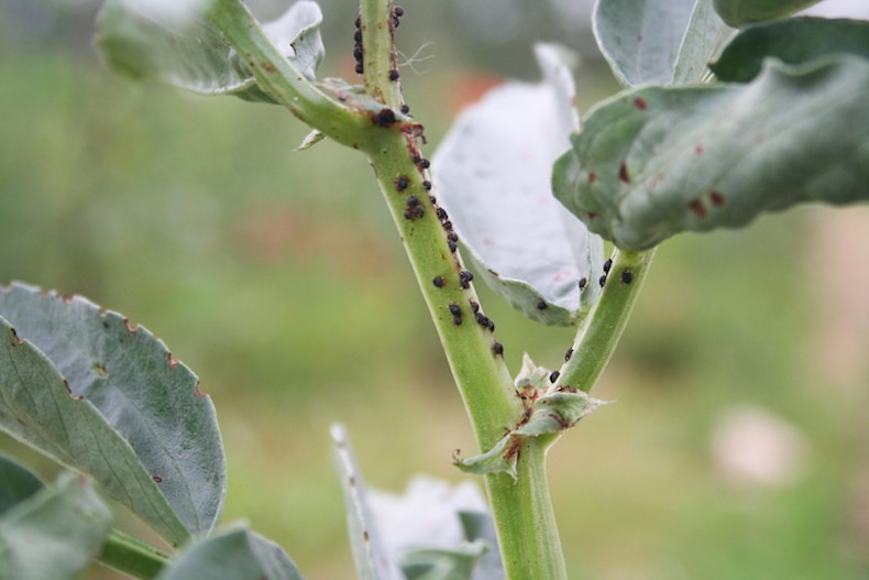 Una plaga de pulgón del frijol negro