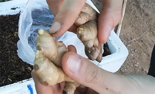Cómo plantar o cultivar jengibre en casa 2 Cómo plantar o cultivar jengibre en casa